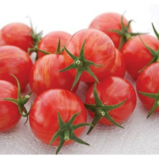 เมล็ดพันธุ์มะเขือเทศเชอร์รี่ พิงค์ บัมเบิ้ล บี Pink Bumble Bee Cherry Tomato บรรจุ 15 เมล็ด คุณภาพดี ของแท้ ราคาถูก