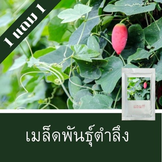 เมล็ดพันธุ์ตำลึง 1แถม1 (500 เมล็ด) ถูกที่สุด!!