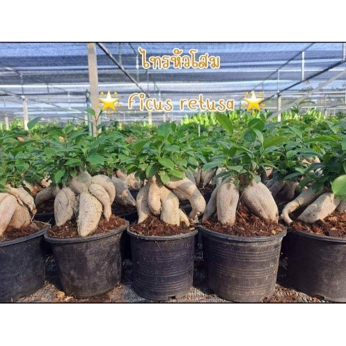 ไทรรากโสม หรือ ไทรหัวโสม Ficus Retusa