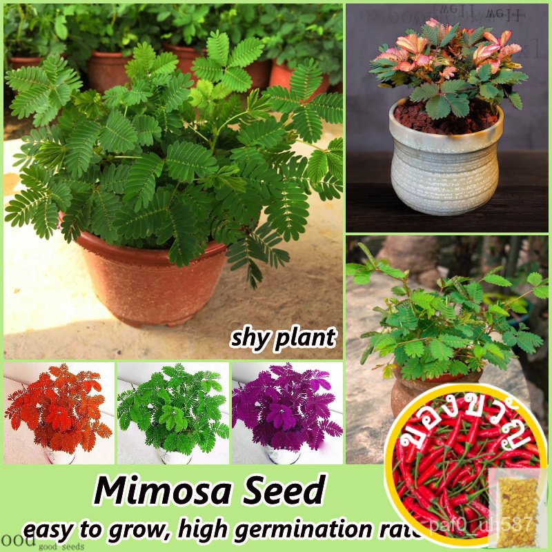 ไทยแลนด์สปอต 150เมล็ด/ห่อ บอนสี เมล็ดพันธุ์ ผักกระเฉด Mimosa Flower Seeds for Planting Plants พืชที่น่าสนใจ เมล็ดบอนสี บ
