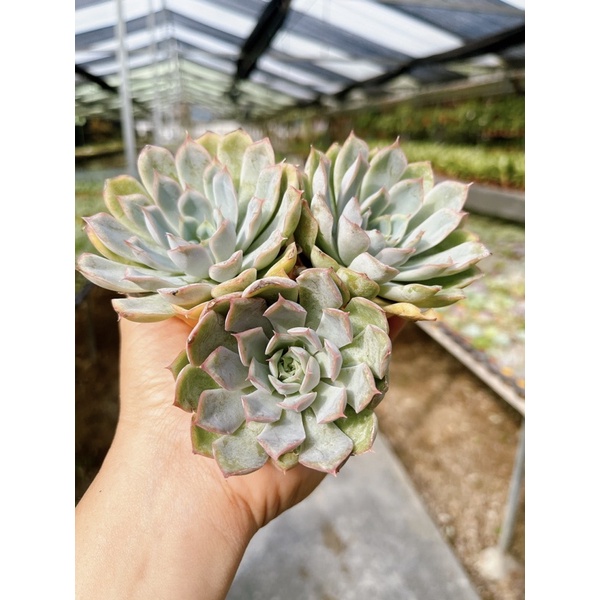 Echeveria :  Fiona ” ราคา ถูกที่สุด ดีลบีเคเค แกลเลอรีภาพที่ 9