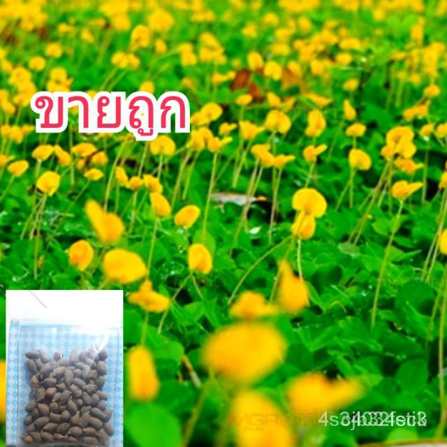 ผลิตภัณฑ์ใหม่ เมล็ดพันธุ์ จุดประเทศไทย ❤โปรโมชั่น:(บรรจุ300เมล็ด)เมล็ดอวบอ้วนถั่วบราซิล ปลูกประดับสวยงาม พืชคลุม/กะเพรา