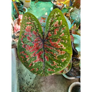 บอนสีสุดปราถนาcaladium