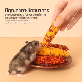 [Morumaru] มินิข้าวโพด ข้าวโพดจิ๋ว  ขนมลับฟัน สำหรับแฮมเตอร์…