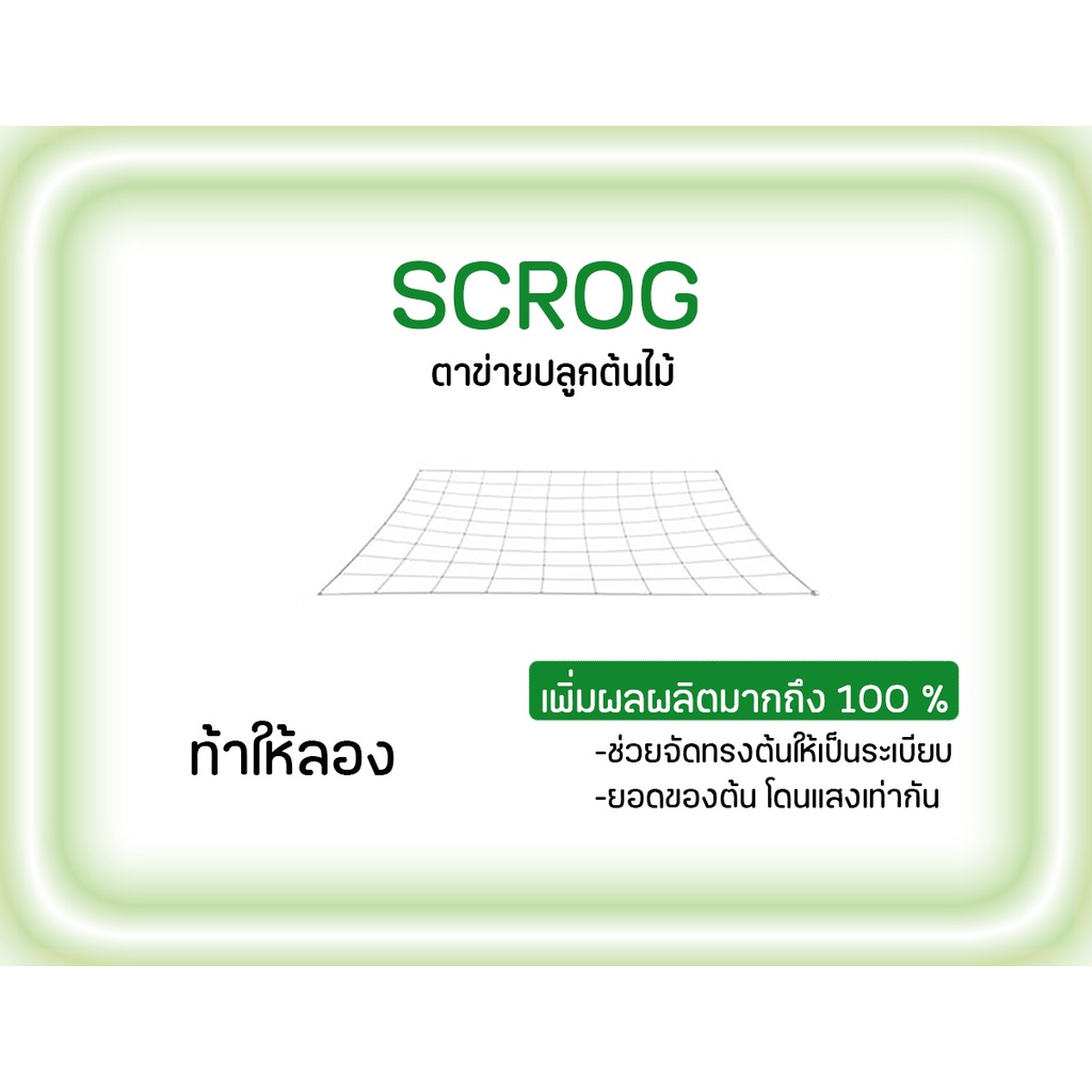 SCROG ตาข่ายปลูกต้นไม้ ดัดกิ่งต้นไม้ เพิ่มผลผลิตมากขึ้น 200%