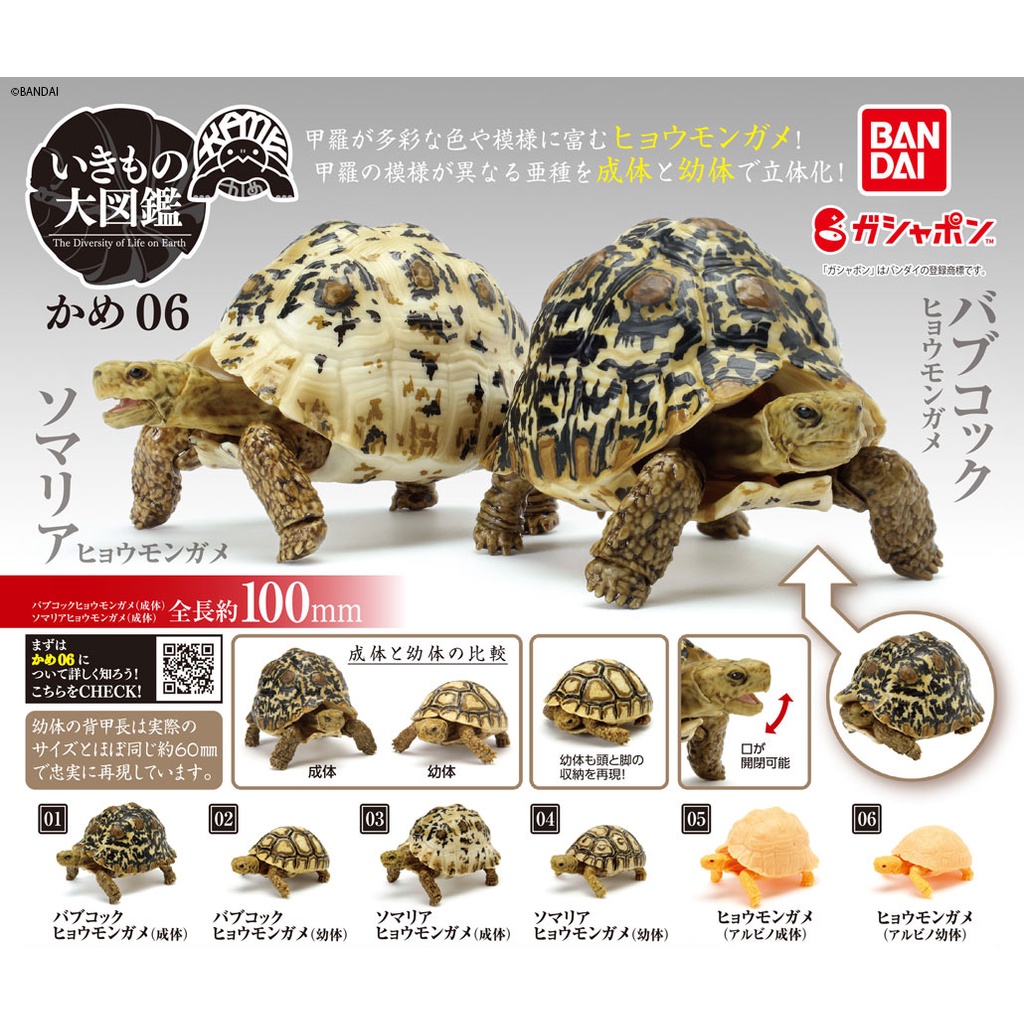 (เพิ่มดาวลายพร้อมส่ง) กาชาปองเต่า Gashapon KAME Tortoise Bandai Vol.6 โมเดลเต่า – โปรปัง