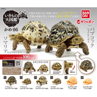 (เพิ่มครบชุดพร้อมส่ง) Gachapon กาชาปองเต่า KAME Tortoise Bandai Vol.6 โมเดลเต่า