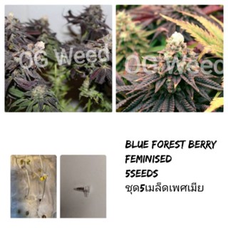 เมล็ดพันธุ์Blue Forest Berry  ทำเพศเมีย90%STS