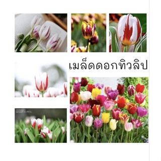 🌷ดอกทิวลิป🌷สายพันธุ์เนเธอร์แลนด์นำเข้าฟรีปุ๋ย3ชนิด📦