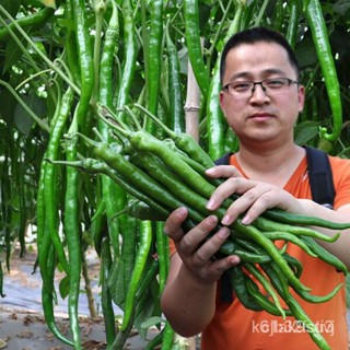 ผลิตภัณฑ์ใหม่ เมล็ดพันธุ์ ขายส่ง โปร ลดสุด80% กุหลา พริกหนุ่มเขียว Long Hot Chilli Seeds ประมาณ 100 เมล็ด เมล็ดพ/กะเพรา