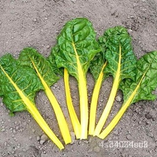 ผลิตภัณฑ์ใหม่ เมล็ดพันธุ์ 2022เมล็ดอวบอ้วน สวิสชาร์ดสีเหลือง (Golden Swiss Chard Seed) บรรจุ 60 เมล็ด คุณภาพดี  /ต้นอ่อน