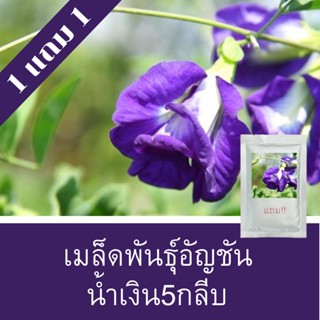 เมล็ดพันธุ์ดอกอันชันน้ำเงิน5กลีบ 1แถม1  (150เมล็ด) ถูกที่สุด!!