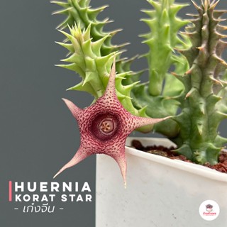 เก๋งจีน Huernia Korat Star #13 แคคตัส กระบองเพชร cactus&amp;succulent