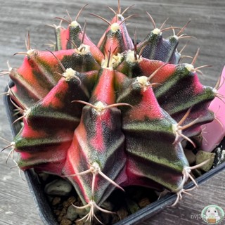 (LP6) ต้นยิมโนด่าง คัดพิเศษ ไม้เมล็ด - (gymnocalycium) - แคคตัส/ง่าย ปลูก สวนครัว เมล็ด/มะเขือ ZXFI