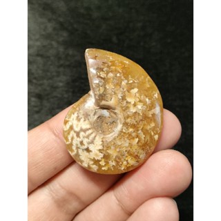🦋 Ammonite Fossils Madagasca { แอมโมไนต์ ลายใบเฟริน์ } แหล่ง มาดากัสการ์