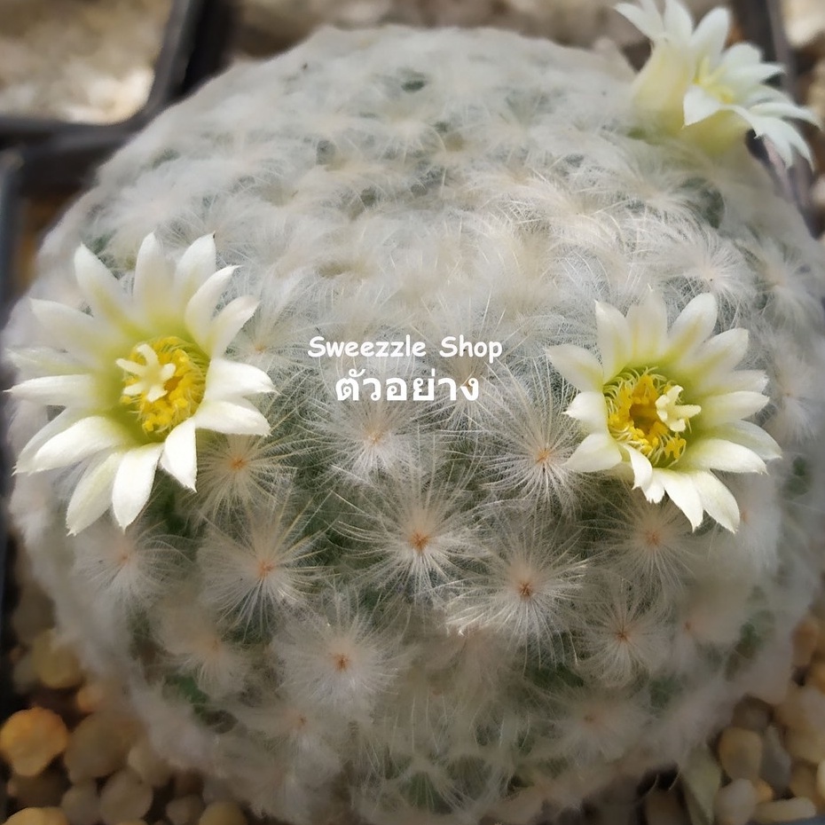 ต้นกระบองเพชร แคคตัส แมมขนนกขาว ขนปุยขาวสวย ดอกขาว Mammillaria plumosa #cactus #แคคตัส #สีขาว