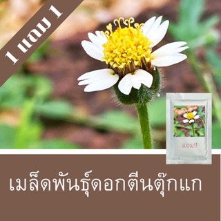 เมล็ดพันธุ์หญ้าตีนตุ๊กแก 1แถม1 (รับสูสุดถึง250 เมล็ด ) ราคาถูกที่สุด!!