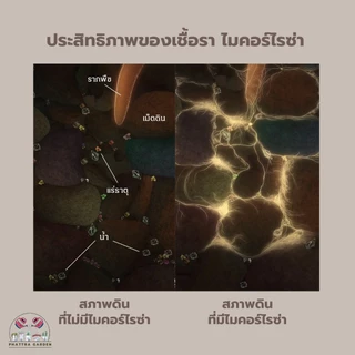 ไมคอร์ไรซ่า ซื้อ1แถม1 (500กรัม) เร่งราก รากเยอะ พืชโตเร็ว ความเข้มข้นเชื้อสูง เพาะเชื้อจากห้องLAB 100%