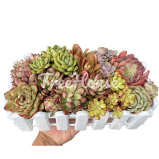 กุหลาบหินแบบรวม กระถางรั้วขาว 15x30 ซม. Kalanchoe pot 15x30 Cm.