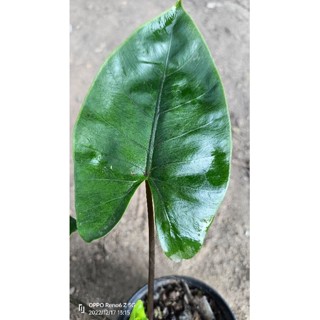 บอนกระดาดก้านดำ (ต้นเขียวจากแม่ด่าง) Alocasia black stem