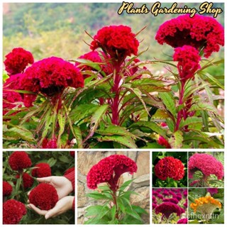 （คุณภาพสูง เมล็ด）เมล็ดพันธุ์สร้อยไก่ Celosia Plumosa Flower Seeds แต่ละแพ็คมี 200 เมล็ด ดอกไม้จริง ต/มะเขือ ผัก ป/มะเขือ