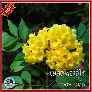 100+ เมล็ด ทองอุไรสีเหลือง เมล็ดทองอุไรสีเหลือง เมล็ดทองอุไร ทองอุไร พวงอุไร ดอกสร้อยทอง ดอกละคร