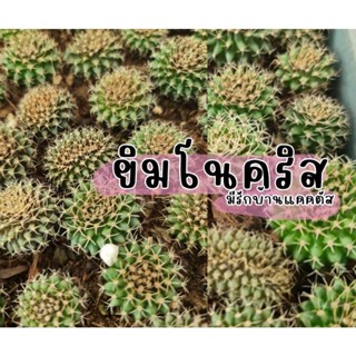ยิมโนคริส ยิมโน กระบองเพชร แคคตัส ยิมโนคริสไม้เมล็ด