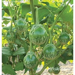 อินทรีย์ ใหม่ สายพันธุ์ จุดประเทศไทย ❤ILOCOS EGGPLANT (10 SEEDSเมล็ดอวบอ้วน 100% รอคอยที่จะให้ความสนใจของคุณ VOM/ผักชี C