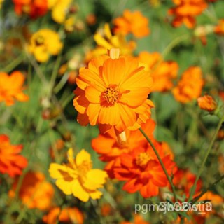 ผลิตภัณฑ์ใหม่ เมล็ดพันธุ์ 20pcs Dwarf Cosmos Gesang Flower Seeds Are Sown for Four Seasons Easy To Plant Flower /มะระ MZ