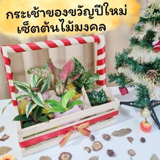ของขวัญปีใหม่ กระเช้าปีใหม่ กระเช้าต้นไม้มงคล (1 เซ็ตมี 6 ต้น) ของขวัญพิเศษ ให้คนที่คุณรัก ให้ญาติผู้ใหญ่ กระเช้าของขวัญ