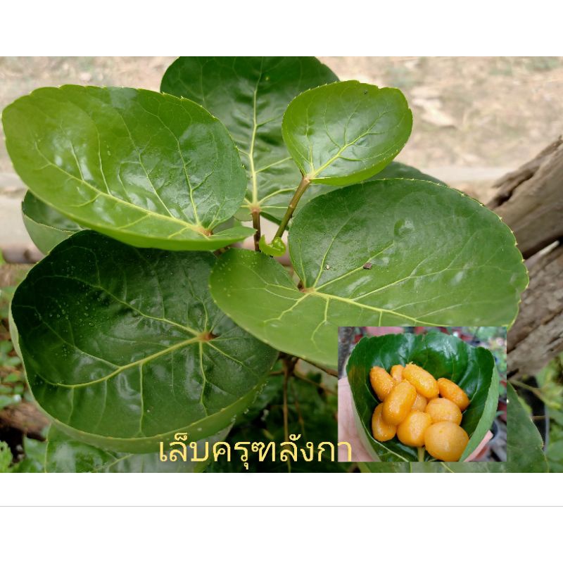 ต้นเล็บครุฑลังกาในถุงชำ