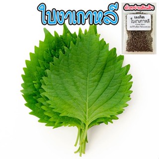 เมล็ด​พันธุ์​ ใบงาเกาหลี​ เมล็ดพันธุ์ชิโสะ สีเขียว Green Shiso 50-120​ เมล็ด เมล็ดใบงาเกาหลี​ โอบะ [ซื้อ 10 แถม1คละได้]