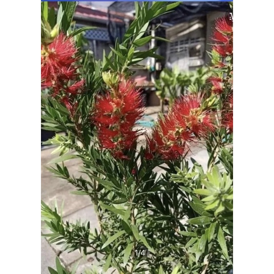 ต้นแปรงล้างขวด สีแดง (แบบกระถาง) Patsorntree