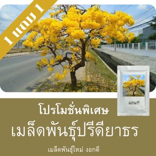 เมล็ดพันธุ์เหลืองปรีดียาธร 1แถม1 (50 เมล็ด)