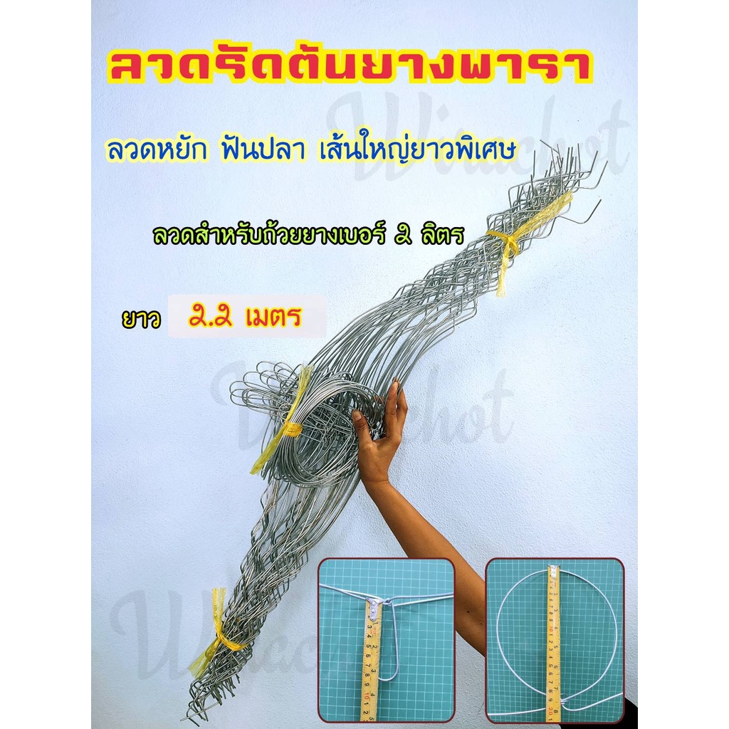 ลวด ลวดรัดต้นยางพารา สำหรับถ้วย2L ลวดหยักฟันปลา เบอร์13เต็ม ยาว 2.2เมตร วง7นิ้ว (แพ็ค60เส้น)