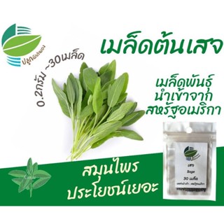 （คุณภาพสูง เมล็ด）เมล็ดต้นเสจ 30 เมล็ด  นำเข้าจากสหรัฐ​อเมริกา​ #Sage/ง่าย ปลูก สวนครัว เมล็ด/คะน้า PESM