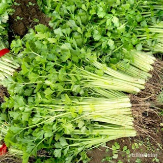 ผลิตภัณฑ์ใหม่ เมล็ดพันธุ์ COD Vegetable Seeds - Leafy Greens and Microgreens - Celery seeds 50PCS XZ9X/ผักสลัด็ด/มะเขือ