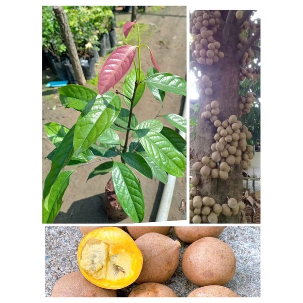 ต้นคีเปล ผลรสหวานหอมกินแล้วตัวหอม ติดผลดก สูง 50-70 เซนติเมตร แบบเพาะเมล็ด