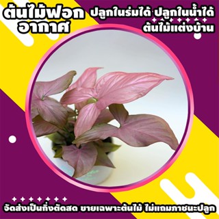 pink syngonium ออมชมพู ไม้ฟอกอากาศ ต้นละ 9 บาท ซื้อ 2 แถมฟรี 1