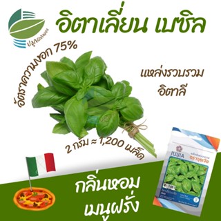 อิตาเลียนเบซิล 1,200 เมล็ด (Italian Basil)​