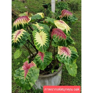 ไลฟ์พิลล่า Colocasia Light pillar