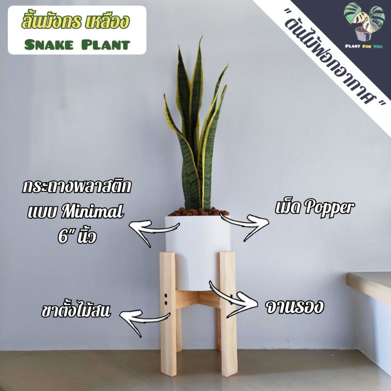 💤ลิ้นมังกร(Snake Plant) มี3สายพันธุ์  ต้นสูง40-50ซม. พร้อมกระถางครบชุดพร้อมปลูก (ต้นไม้ฟอกอากาศ) รูปที่ 3