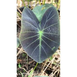 Colocasia coal miner