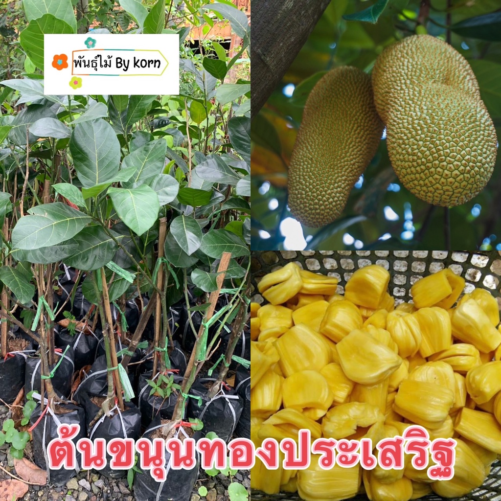 ต้นขนุนทองประเสริฐแบบทาบกิ่งติดลูกเร็ว สูง 80-90 cm. พันธุ์ทวาย พร้อมส่ง สำคัญกรุณาสั่งซื้อในเวลา12:00น.-00:00น.