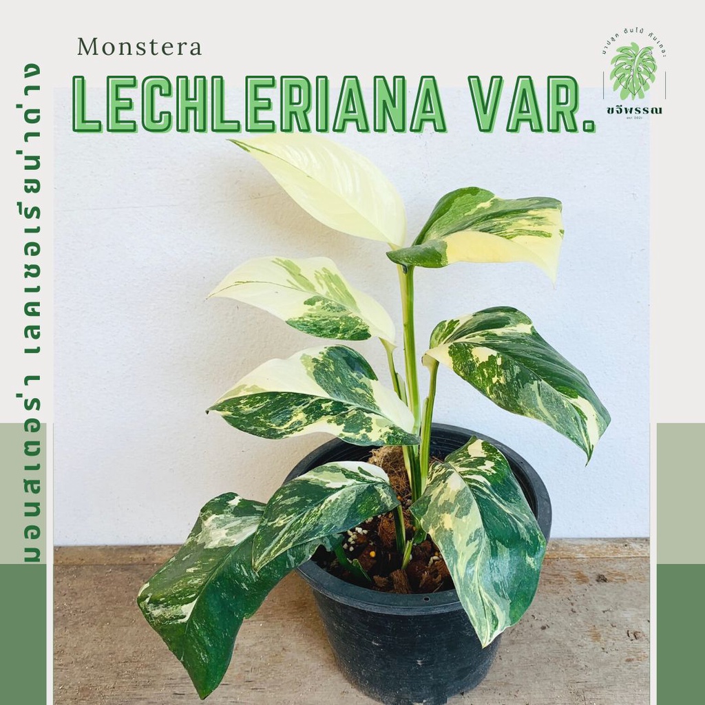 มอนสเตอร่า เลคเชอเรียน่าด่าง | ฉลุยักษ์ด่างขาว | Monstera lechleriana variegated