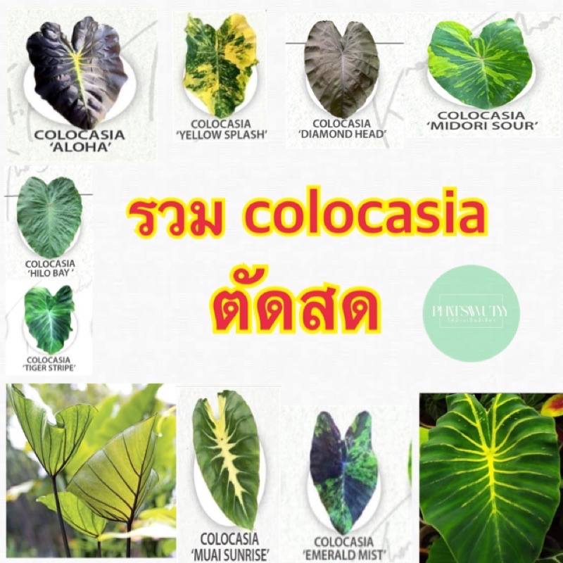 colocasia  ตัดสดหลายชนิด