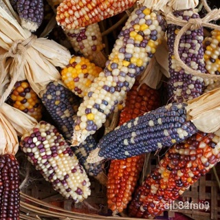 ผลิตภัณฑ์ใหม่ เมล็ดพันธุ์ สปอตสินค้า❤เมล็ดอวบอ้วนแท้100% Corn Seeds &amp; Edible Colored Corn Seeds Vegetable Plant /ต้นอ่อน