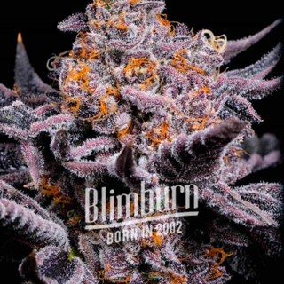 เมล็ดพันธุ์กัญชา Bubble Gum Sherb Feminised Cannabis Seeds เพศเมีย เมล็ดกัญชานอก เมล็ดค่าย Blimburn แท้100% แบ่งขาย