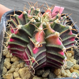 (LP9) ต้นยิมโนด่าง คัดพิเศษ ไม้เมล็ด - (gymnocalycium) - แคคตัส/ผักชี A2VJ