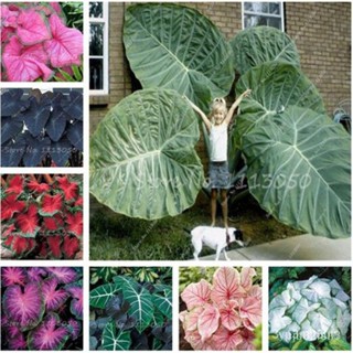 ผลิตภัณฑ์ใหม่ เมล็ดพันธุ์ 2022Sale 30 Pcs Caladium Indoor Plants Seeds Florida Caladium Bicolor Seeds Bonsai Co /ง่าย CX